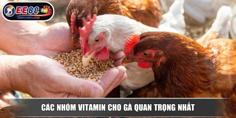 Các nhóm vitamin cho gà quan trọng nhất