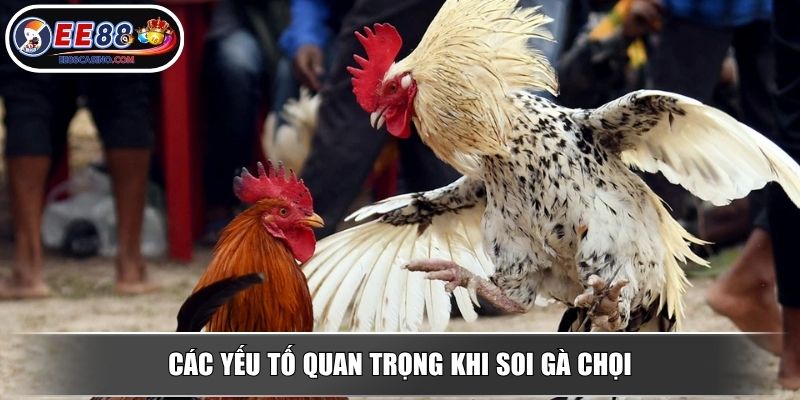 Các yếu tố quan trọng khi soi gà chọi