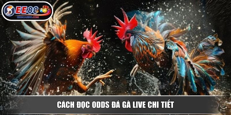 Cách đọc odds đá gà live chi tiết