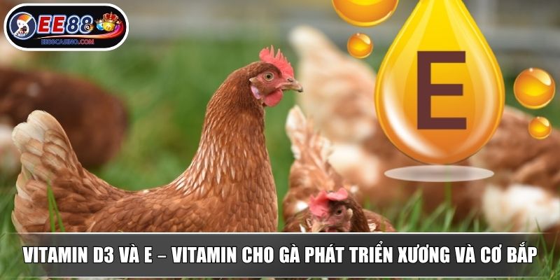 Vitamin D3 và E – Vitamin cho gà phát triển xương và cơ bắp